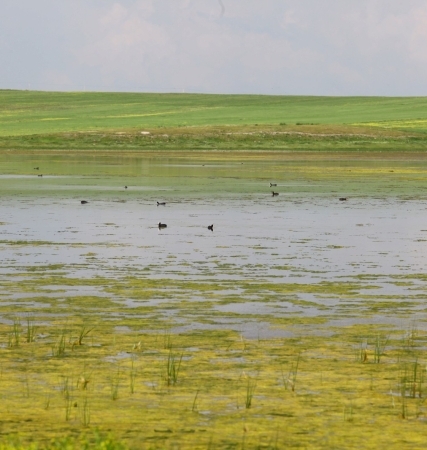 Kuyucuk Gölü (Kuş Cenneti) Ramsar Alanı